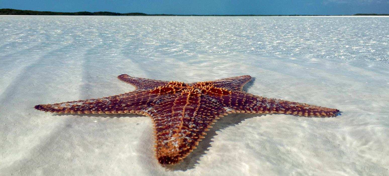 exumas-starfish.jpg?t=1IUfm&amp;itok=Un9gYg4T